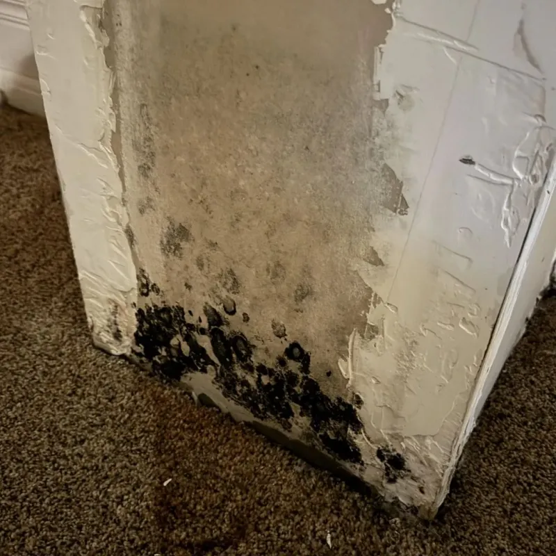 Professional Mold Removal in Cincinnati, OH